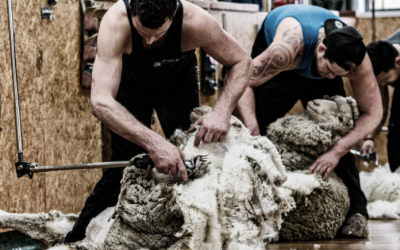 Woolshed injury prevention programme now online